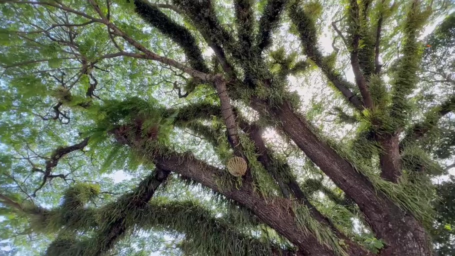 A spreading tropical tree canopy